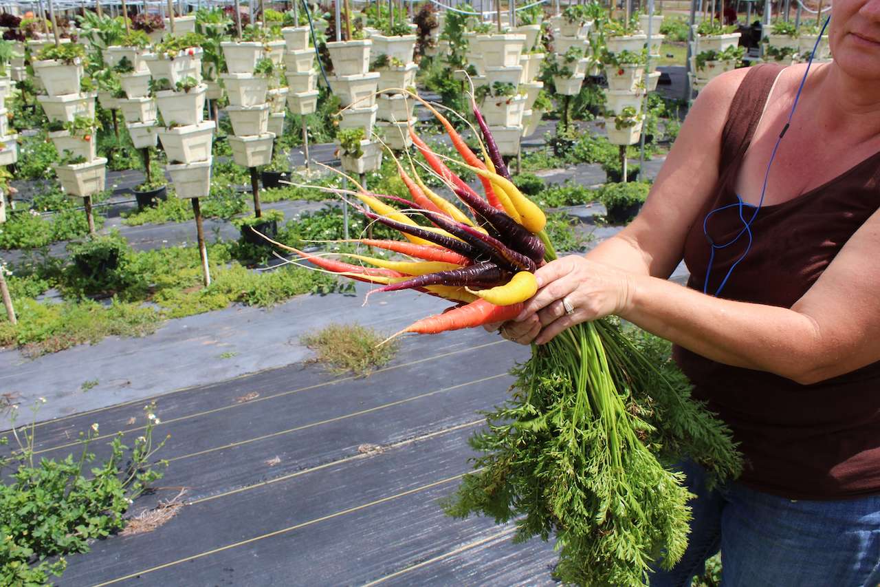 7 Reasons Why You Need To Include Carrots In Your Daily Diet